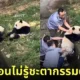 คลิปแพนด้าขำเพื่อนโดนจับอาบน้ำ