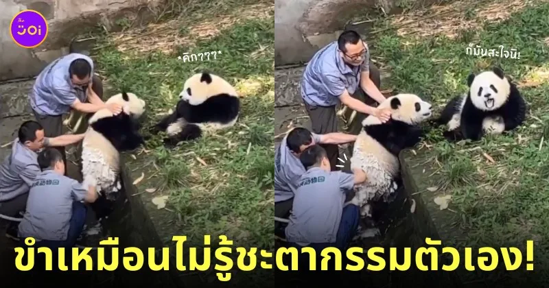 คลิปแพนด้าขำเพื่อนโดนจับอาบน้ำ