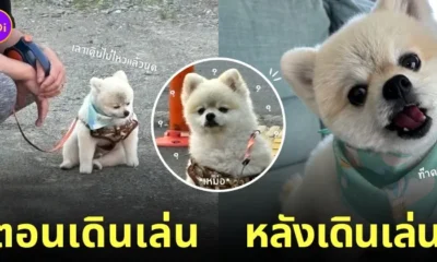 หมาปอมเดินเล่นต่อไม่ไหว ทิ้งตัวนั่งลงกับพื้น