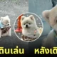 หมาปอมเดินเล่นต่อไม่ไหว ทิ้งตัวนั่งลงกับพื้น
