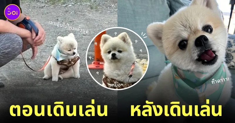 หมาปอมเดินเล่นต่อไม่ไหว ทิ้งตัวนั่งลงกับพื้น
