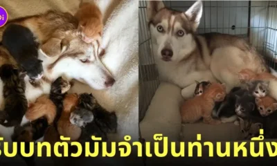 คุณแม่จำเป็น หมาไซบีเรียน เลี้ยงแมวเด็ก