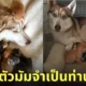 คุณแม่จำเป็น หมาไซบีเรียน เลี้ยงแมวเด็ก