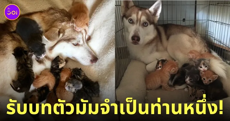 คุณแม่จำเป็น หมาไซบีเรียน เลี้ยงแมวเด็ก