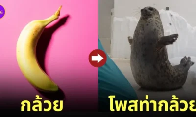 แมวน้ำโพสท่ากล้วย Banana pose