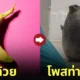 แมวน้ำโพสท่ากล้วย Banana pose
