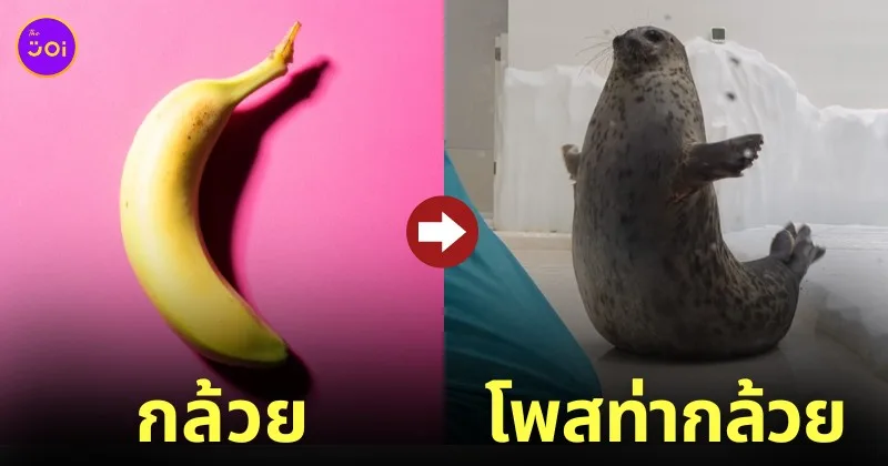 แมวน้ำโพสท่ากล้วย Banana pose