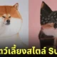 ภาพสัตว์เลี้ยงในรูปแบบ Surreal ศิลปิน Lola Dupre