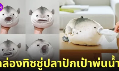 กล่องทิชชู่ปลาปักเป้าพ่นน้ำ