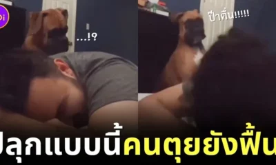 boxer dog wake his owner up