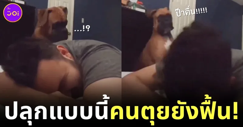 boxer dog wake his owner up