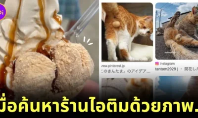 japanese man found cat balls instead of ice cream