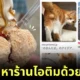 japanese man found cat balls instead of ice cream