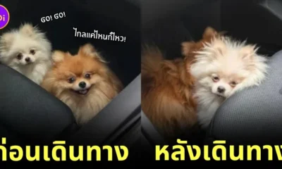 น้องหมาปอมทำหน้าตื่นเต้นเมื่อได้ขึ้นรถไปเที่ยว แต่นั่งรถไปสักพักน้องกลับทำสีหน้าไม่สู้ดี เพราะเหตุนี้?!