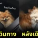 น้องหมาปอมทำหน้าตื่นเต้นเมื่อได้ขึ้นรถไปเที่ยว แต่นั่งรถไปสักพักน้องกลับทำสีหน้าไม่สู้ดี เพราะเหตุนี้?!