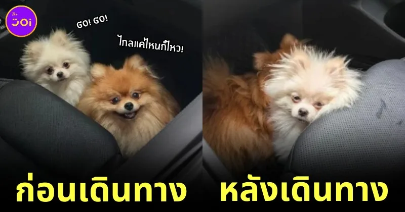 น้องหมาปอมทำหน้าตื่นเต้นเมื่อได้ขึ้นรถไปเที่ยว แต่นั่งรถไปสักพักน้องกลับทำสีหน้าไม่สู้ดี เพราะเหตุนี้?!