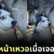 หมาไซยืนข้างหมาป่าถึงกับหน้าเหวอ เพราะขนาดตัวที่แตกต่างกันลิบลับ!