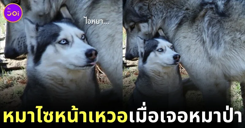 หมาไซยืนข้างหมาป่าถึงกับหน้าเหวอ เพราะขนาดตัวที่แตกต่างกันลิบลับ!