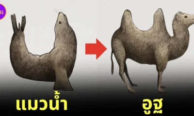 12 ภาพของสัตว์ชนิดต่าง ๆ เมื่อกลายร่างเป็นสัตว์อีกชนิดหนึ่ง ด้วยสรีระของตัวเองที่ดูแล้วชวนสยอง โดย "ทิม อันดราก้า (Tim Andraka)"