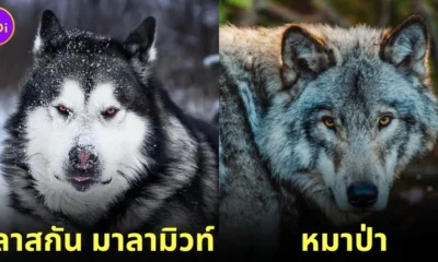 12 dog breeds look like wild life
