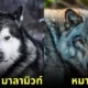 12 dog breeds look like wild life