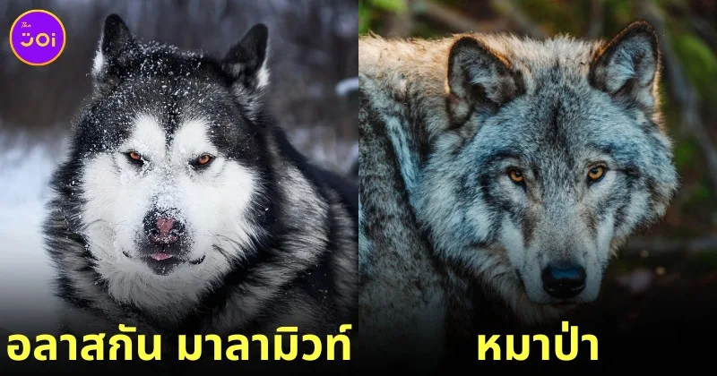 12 dog breeds look like wild life