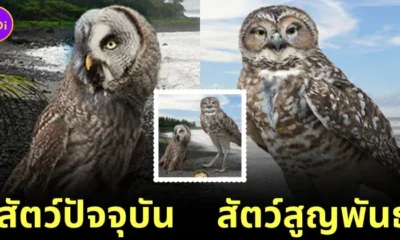 20 current species vs extinct species bigger