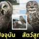 20 current species vs extinct species bigger
