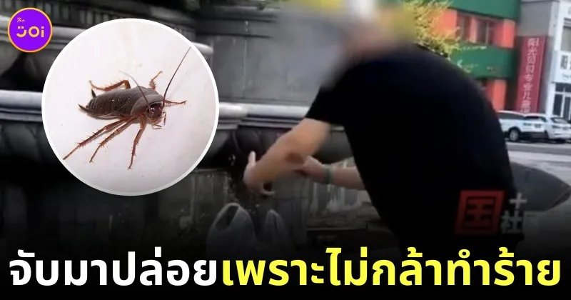 วุ่นวายทั้งเขต! ชายจีนแอบปล่อยแมลงสาบหลายร้อยตัวในที่สาธารณะ เพราะไม่กล้ากำจัดพวกมัน