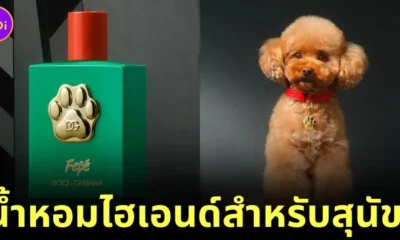 Dolce and gabbana fefe perfume for dog 1