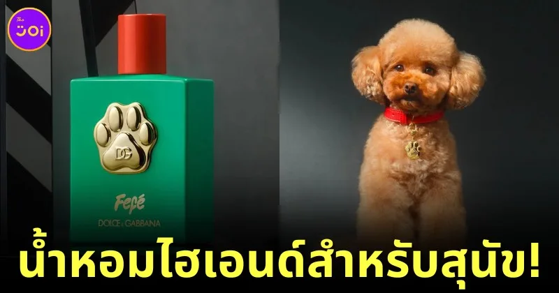 Dolce and gabbana fefe perfume for dog 1