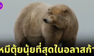 "แฟ็ต อัลเบิร์ต (Fat Albert)" หมีขั้วโลกในอลาสก้ากลายเป็นขวัญใจชาวเน็ตทั่วโลก เพราะหุ่นตุ้ยนุ้ย