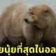 "แฟ็ต อัลเบิร์ต (Fat Albert)" หมีขั้วโลกในอลาสก้ากลายเป็นขวัญใจชาวเน็ตทั่วโลก เพราะหุ่นตุ้ยนุ้ย