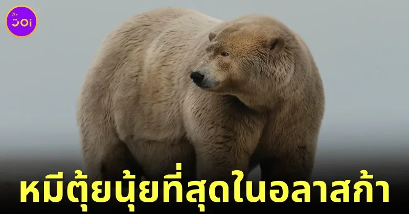 "แฟ็ต อัลเบิร์ต (Fat Albert)" หมีขั้วโลกในอลาสก้ากลายเป็นขวัญใจชาวเน็ตทั่วโลก เพราะหุ่นตุ้ยนุ้ย