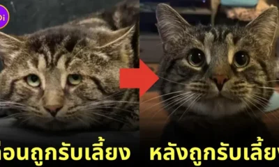 Fishtopher cat before and after adopted