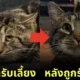 Fishtopher cat before and after adopted
