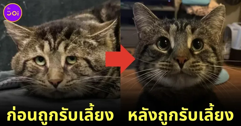 Fishtopher cat before and after adopted
