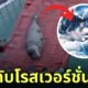 แมวน้ำอุ๋ง เหมือนแจ็คกับโรส ไททานิค titanic