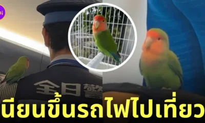 นกแก้วหาย นั่งรถไฟไปโตเกียว