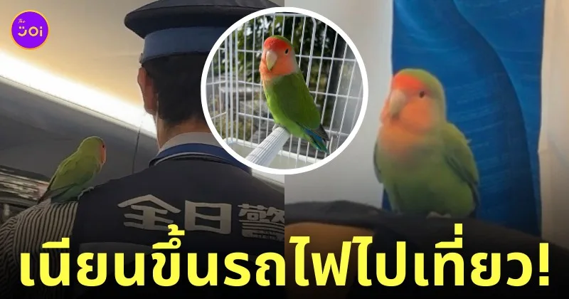 นกแก้วหาย นั่งรถไฟไปโตเกียว