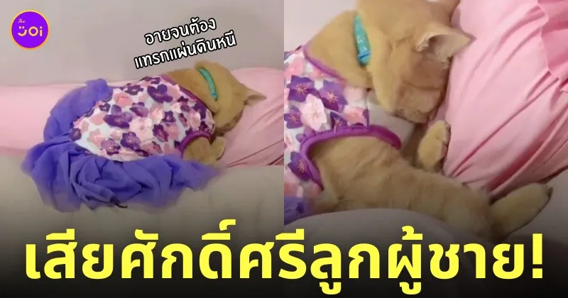 แมวส้มงอน ใส่กระโปรงให้แมวตัวผู้