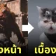 เกม black myth: wukong ใช้แมว ปีศาจเสือ