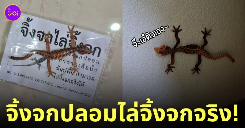 จิ้งจกปลอมไล่จิ้งจกจริง
