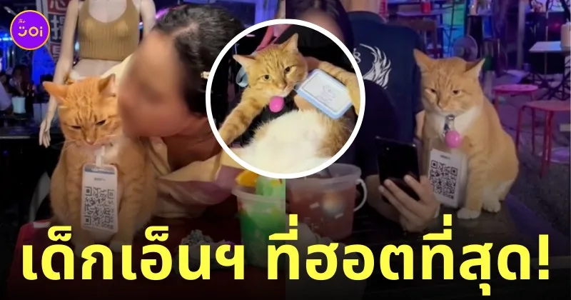 บ่าวโทนี่ แมวจรเด็กเอ็นฯ ร้านเหล้า