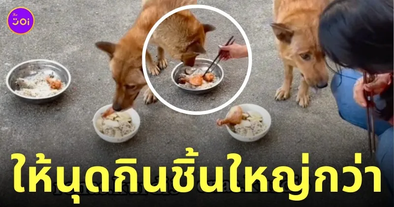หมายกน่องไก่ชิ้นใหญ่ให้เจ้าของ