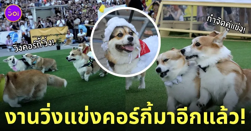 งานแข่งขันวิ่งแข่งคอร์กี้
