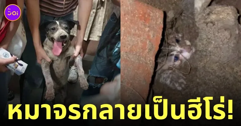 หมาจรจัดขุดดินช่วยลูกแมวโดนฝัง