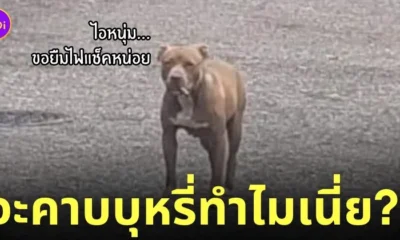 หมาพิทบูลคาบบุหรี่