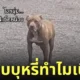 หมาพิทบูลคาบบุหรี่