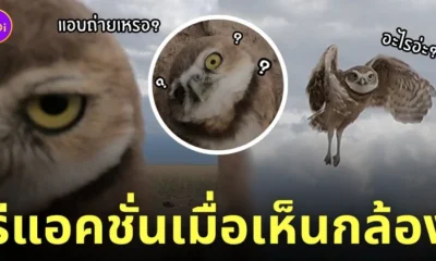 นกเค้าแมวโพรง เห็นกล้องแอบถ่าย